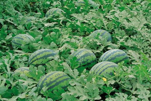 網(wǎng)紅吃瓜群聚集地,網(wǎng)絡(luò)社交新現(xiàn)象的聚集地