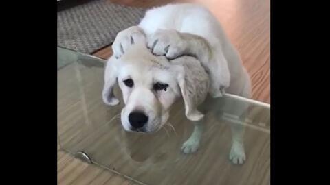 女性和狗做的視頻教程,溫馨養寵技巧分享